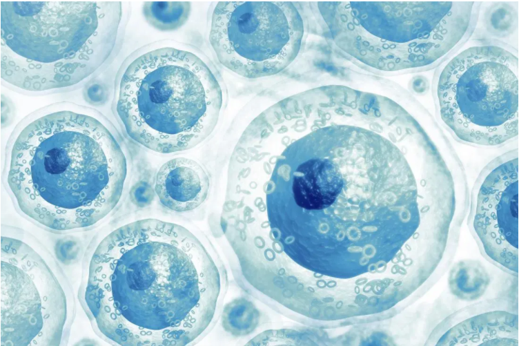 What are stem cells, and what do they do?